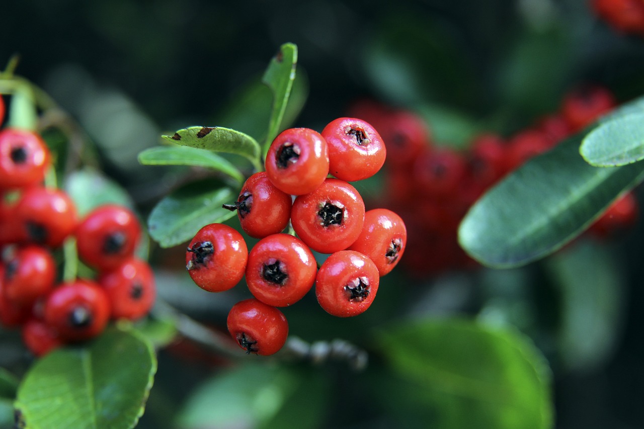 后的比赛蒙 后的比赛蒙