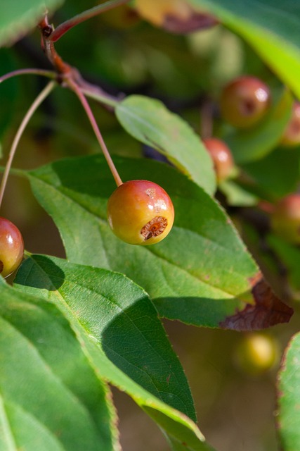 赛到少数民 赛到少数民