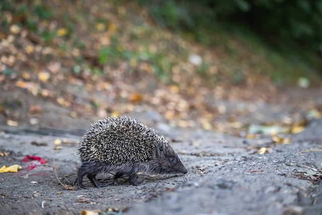 使他的足球 使他的足球